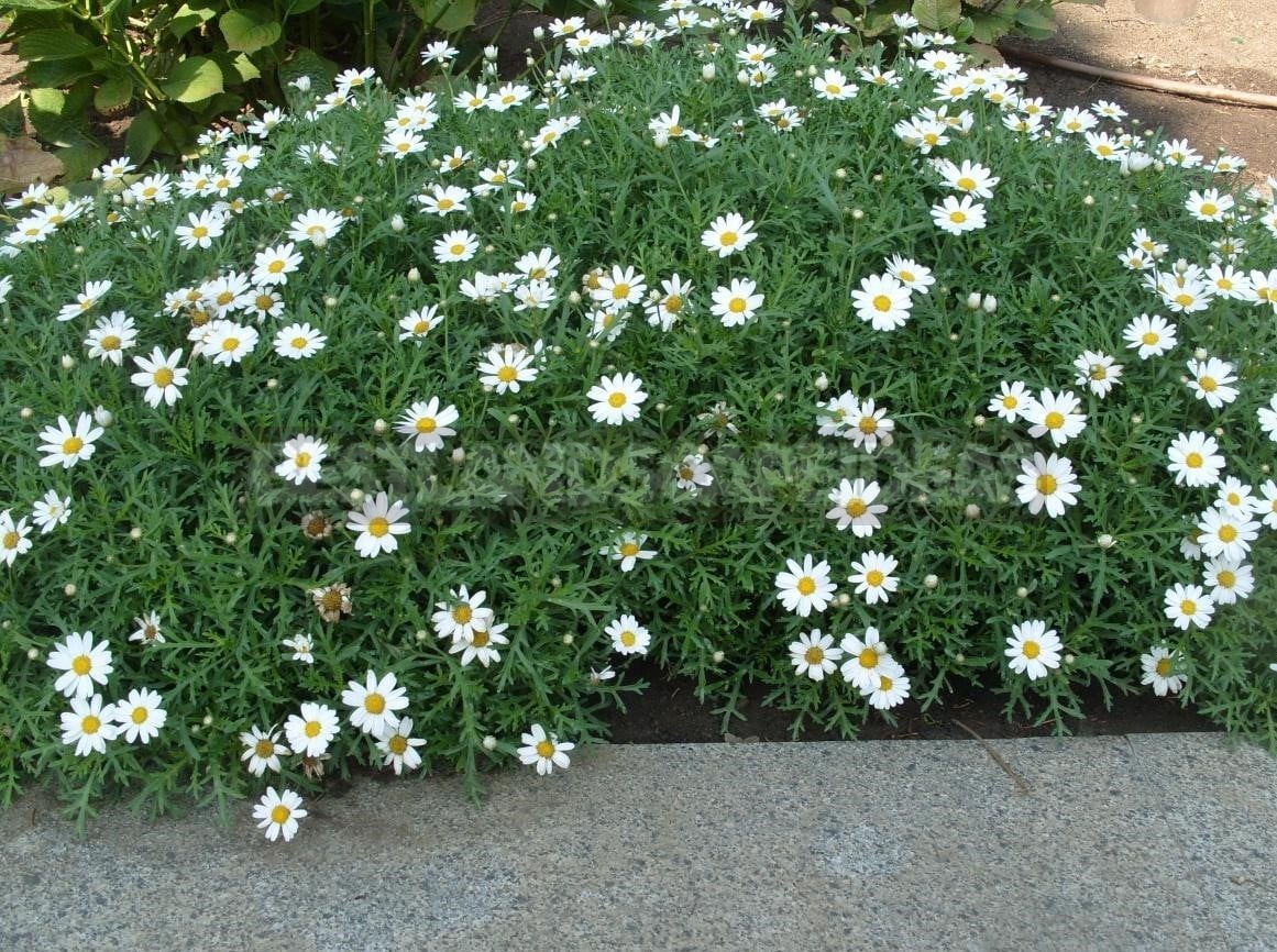 Argyranthemum: Flowering Length in the Whole Summer