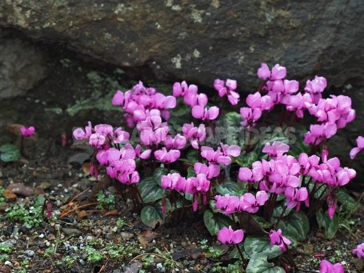 Cyclamen - Dancing Butterflies in Your Garden