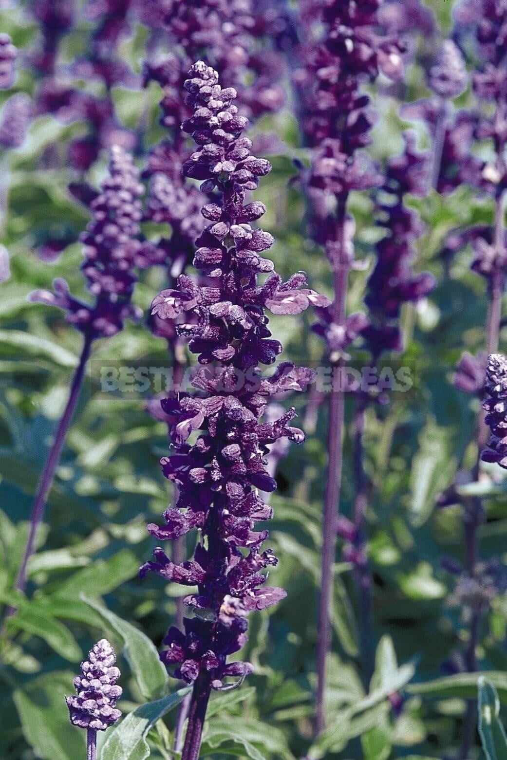 How To Plant And Care For Salvia