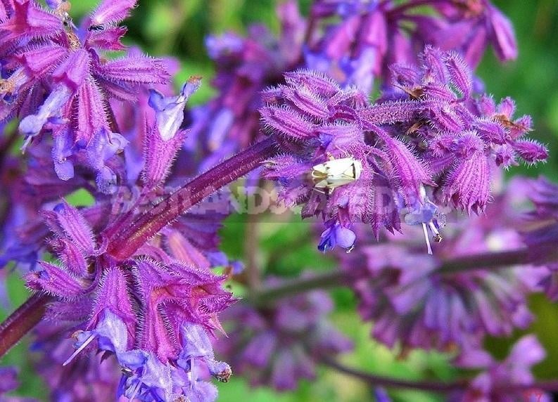 How To Plant And Care For Salvia