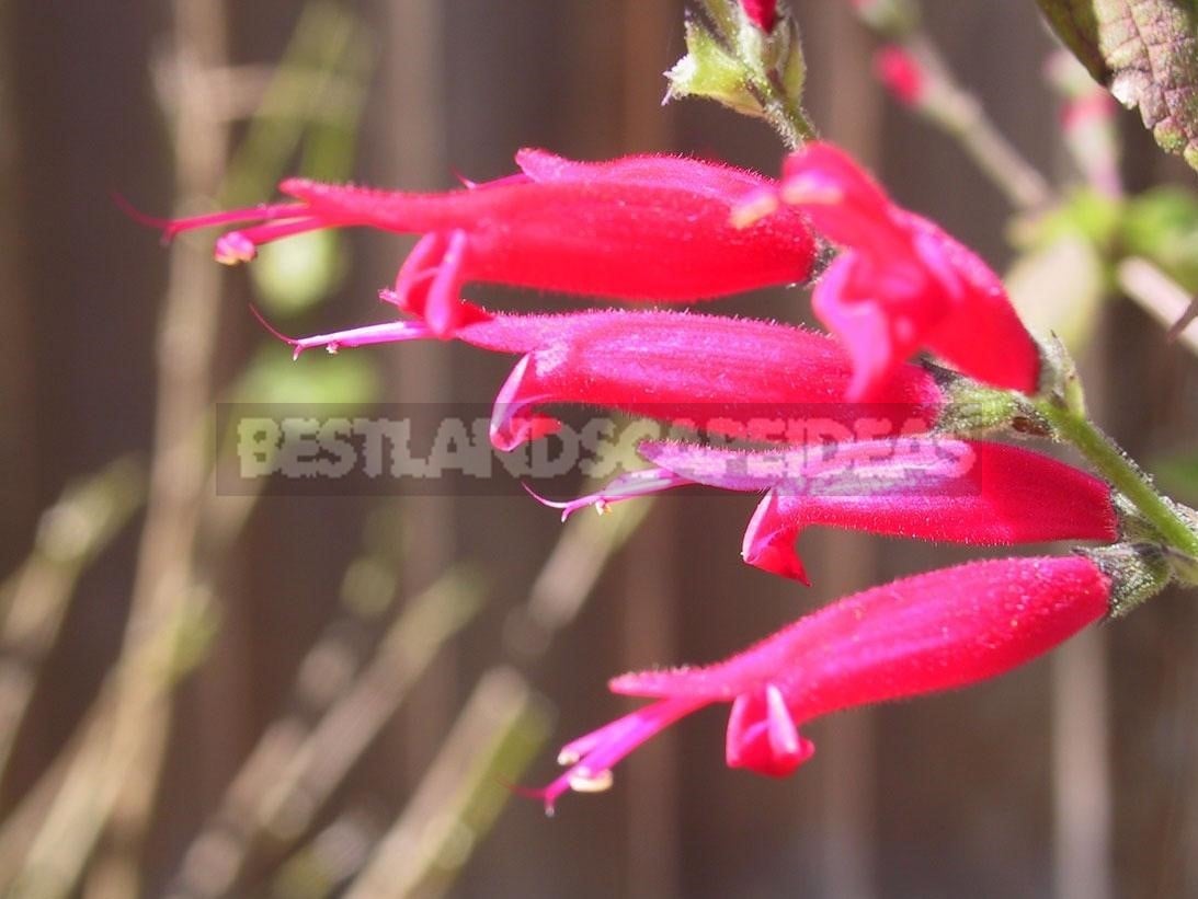 How To Plant And Care For Salvia