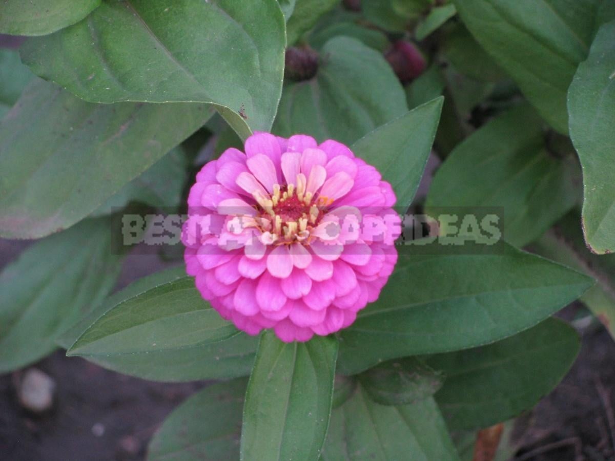 Zinnia Will Decorate Any Flower Garden