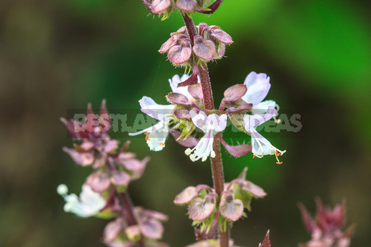 How To Plant And Care For Basil