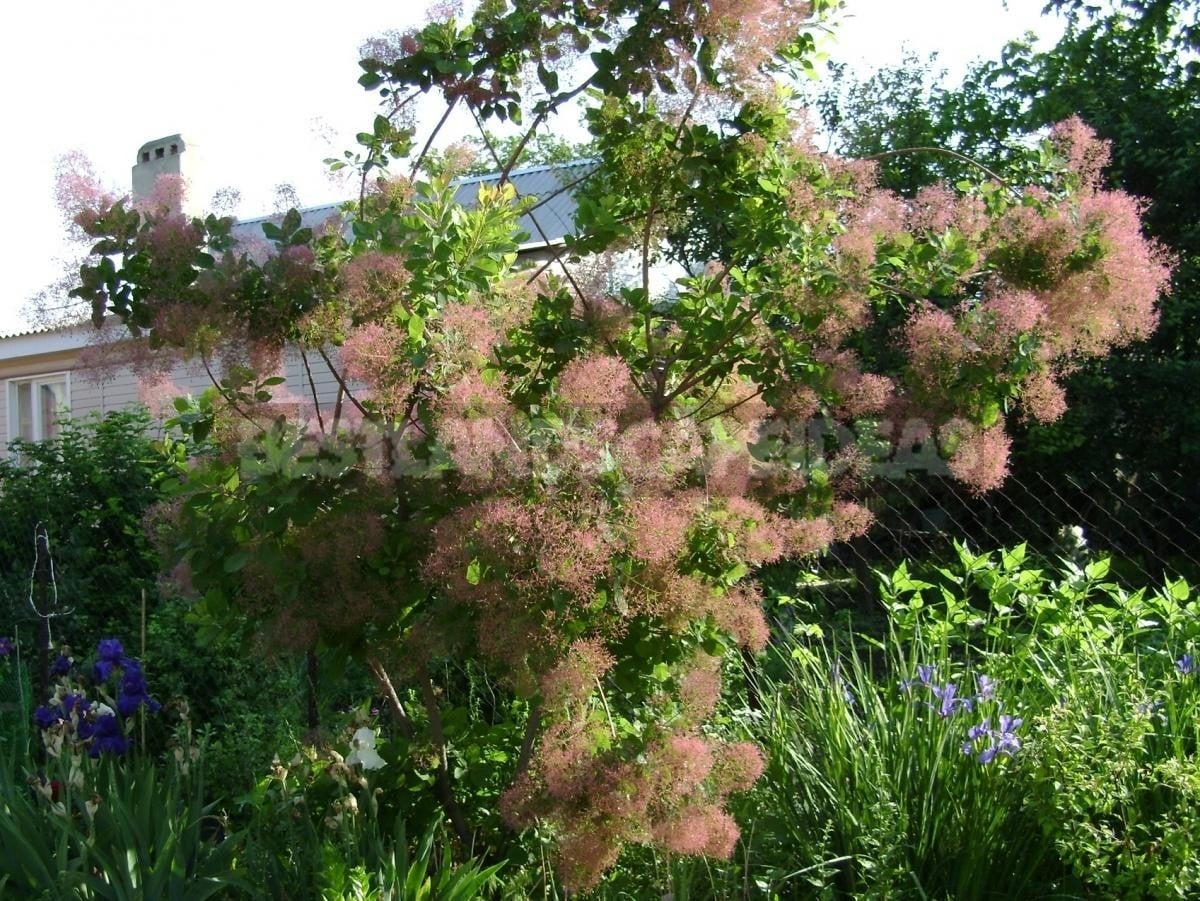 Planting, Growing, Caring for Cotinus