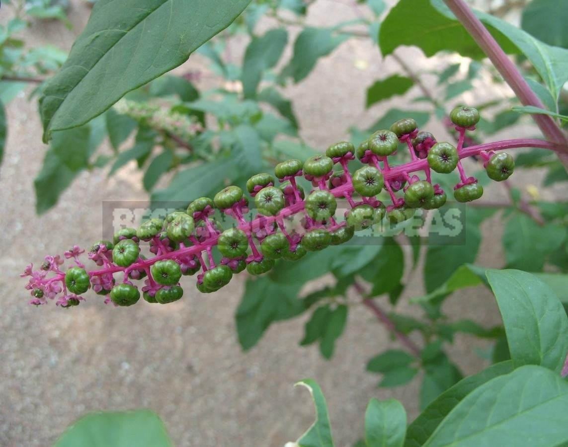 Phytolacca