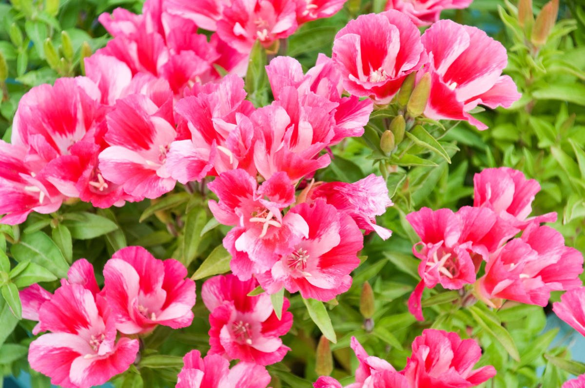 Clarkia - Flower of Passion