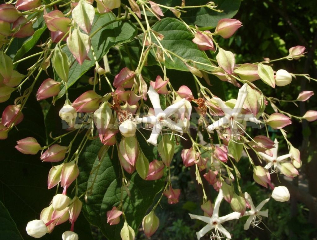Clerodendrum Trichotomum