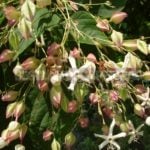 Clerodendrum Trichotomum