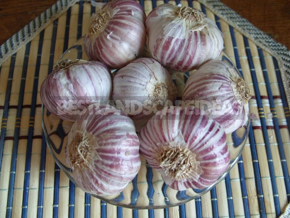 Garlic to Increase Vitality and Physical Strength