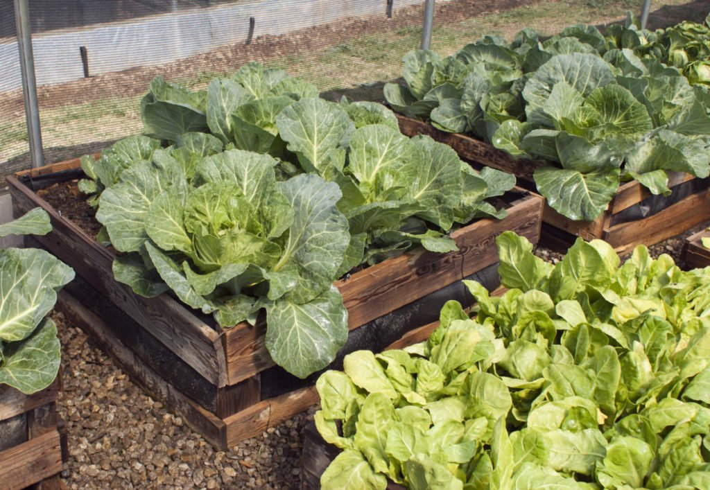 How to Create a Raised Kitchen Garden with Your Hands