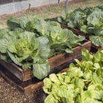 How to Create a Raised Kitchen Garden with Your Hands