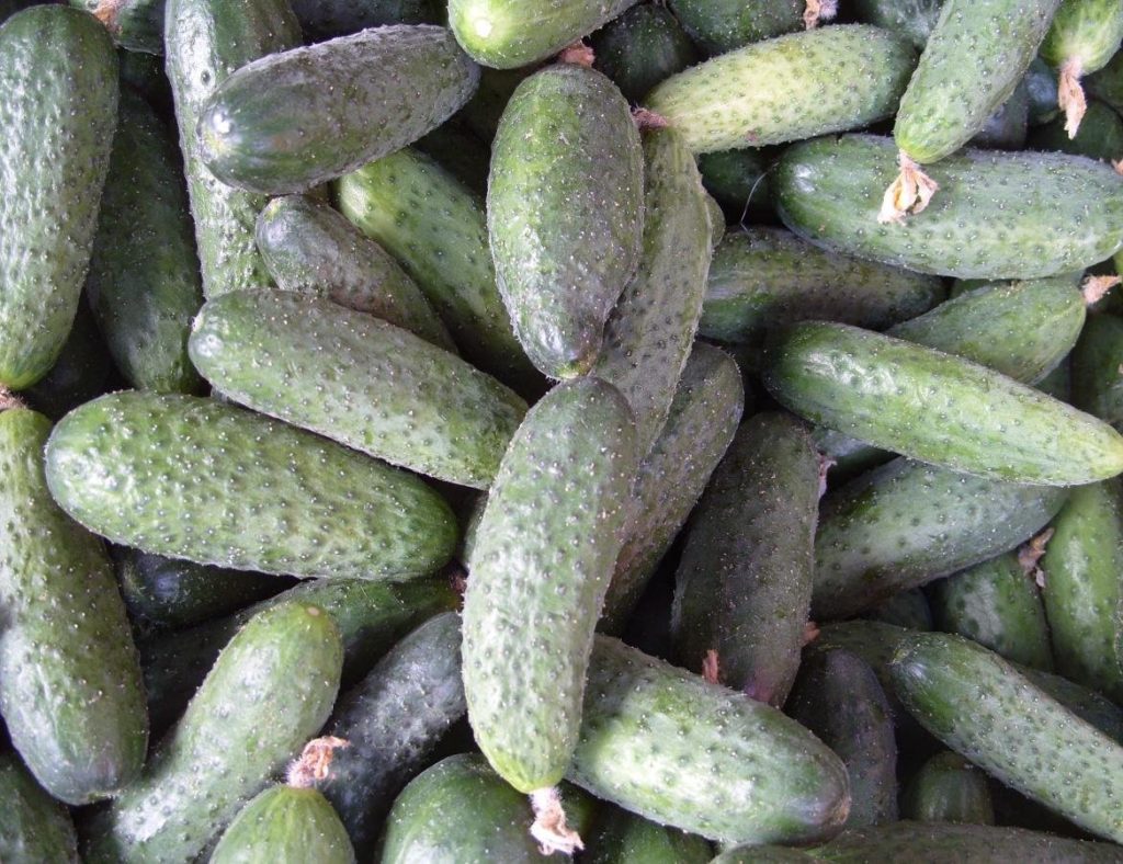 Cucumis Sativus
