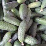 Cucumis Sativus