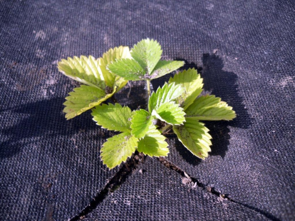 Garden Bed for Strawberries