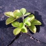 Garden Bed for Strawberries
