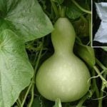 How To Plant And Care For Lagenaria