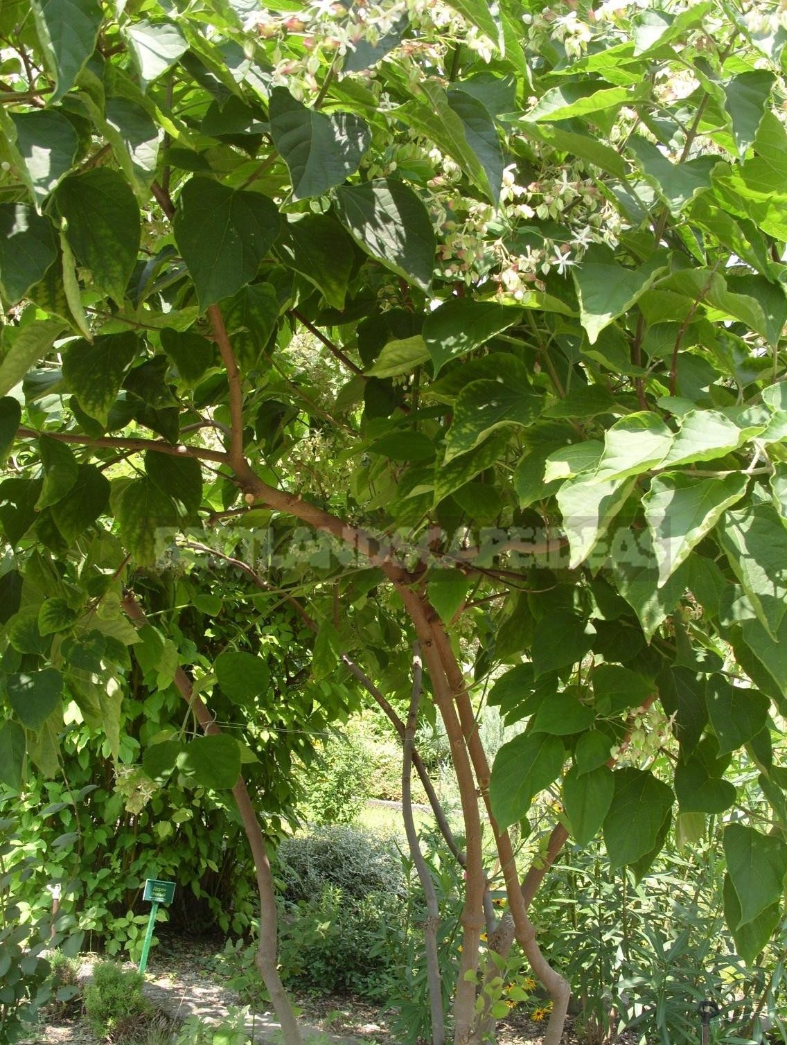 Clerodendrum Trichotomum