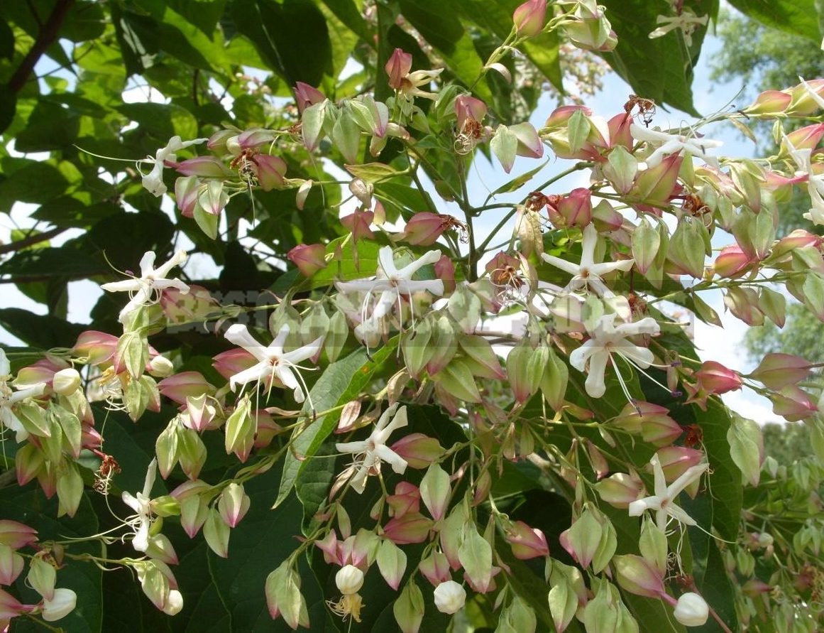 Clerodendrum Trichotomum