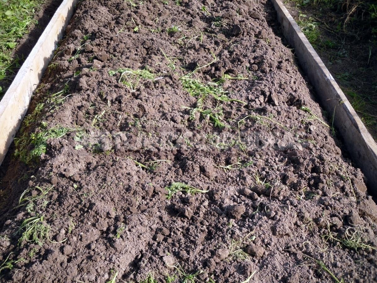 Garden Bed for Strawberries