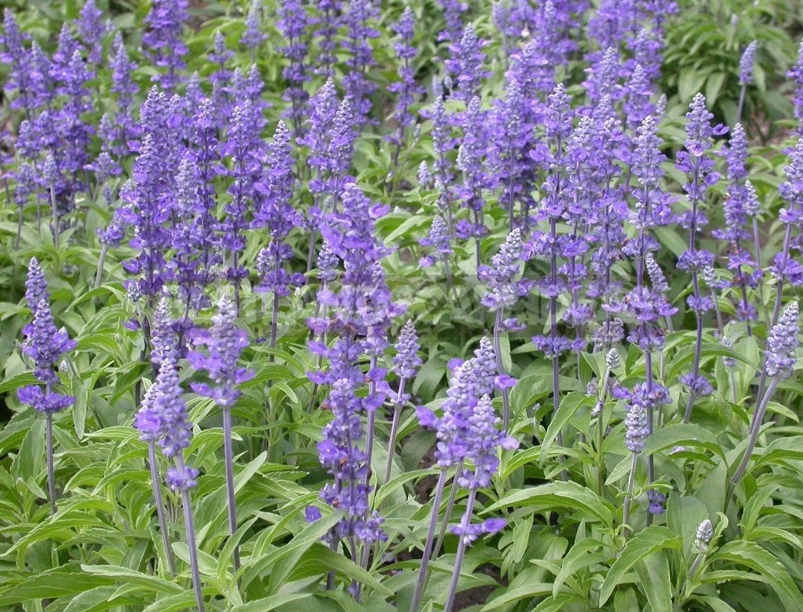 How To Plant And Care For Salvia