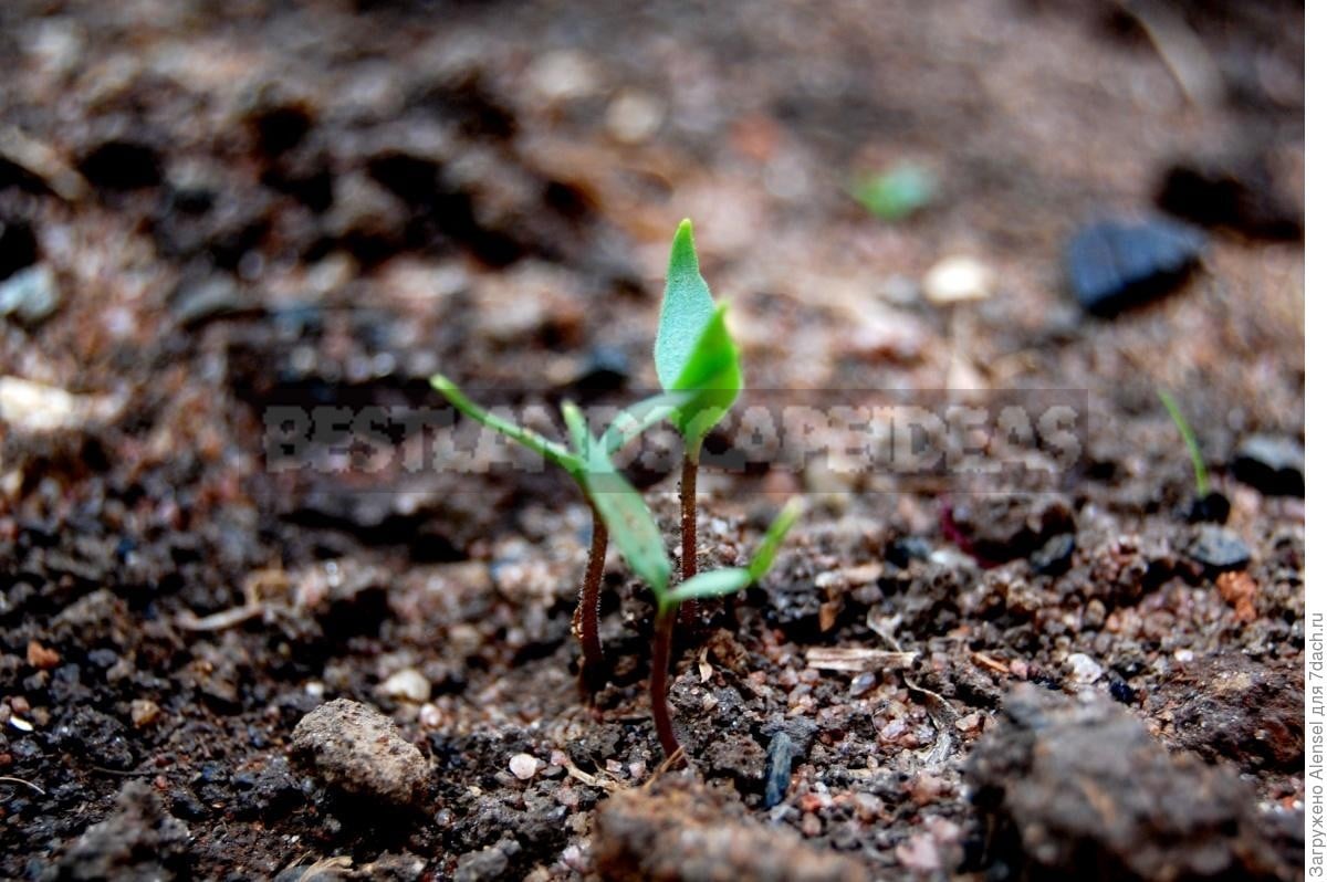 Features of the Use of Peat as Fertilizer