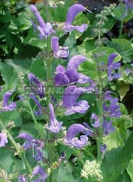 How To Plant And Care For Salvia