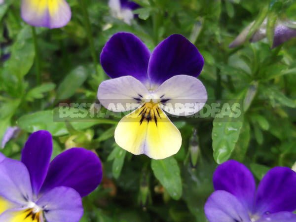 Viola - Exquisite Flower
