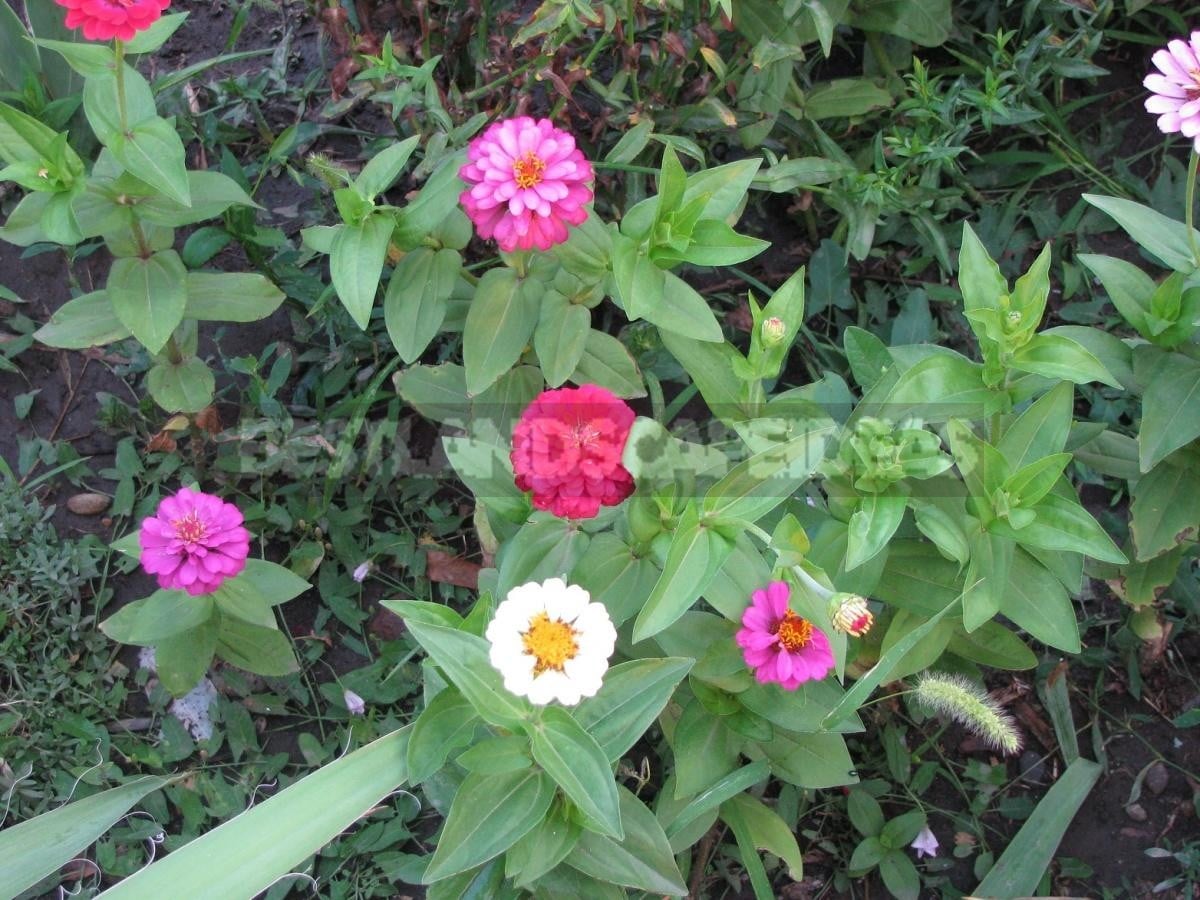 Zinnia Will Decorate Any Flower Garden