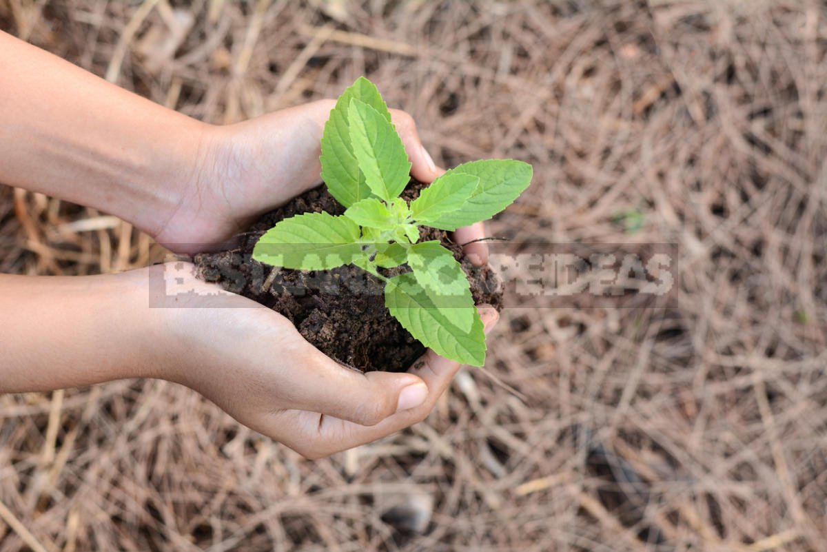 How To Plant And Care For Basil