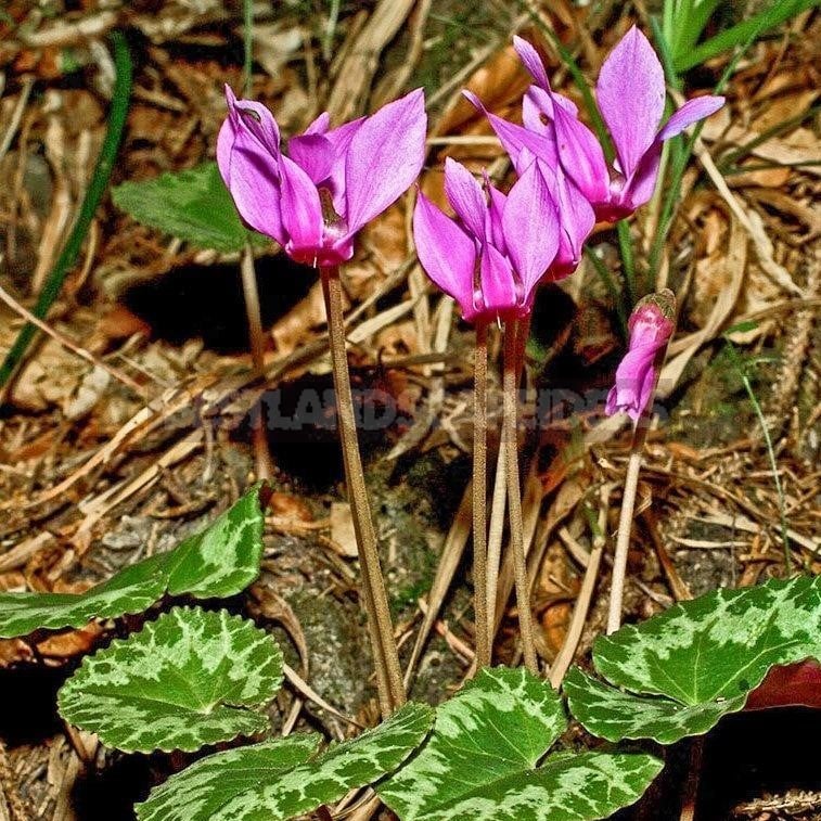 Cyclamen - Dancing Butterflies in Your Garden