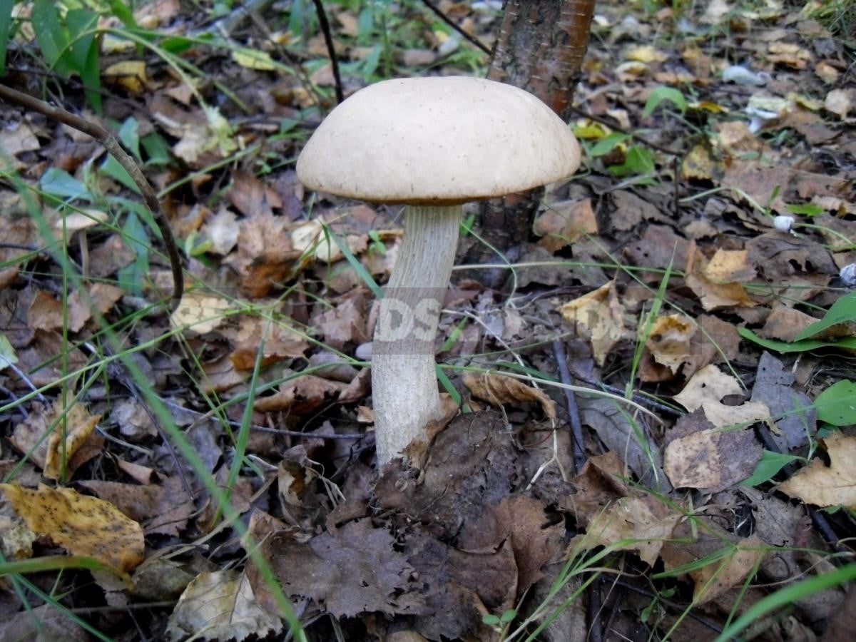 And We Have Mushrooms in the Forest, and You?
