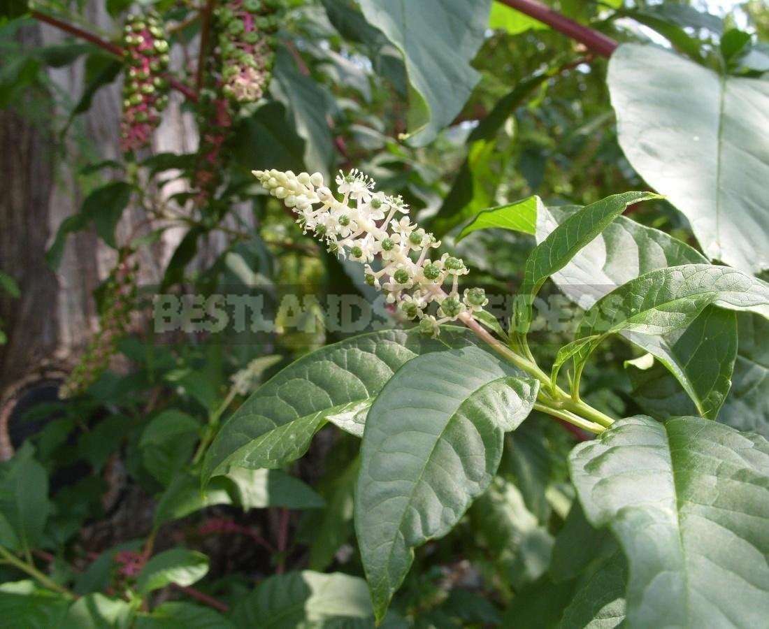 Phytolacca