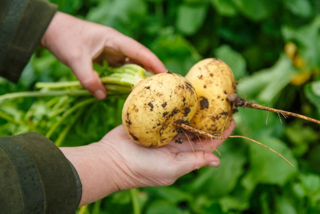How To Plant And Care For Turnip