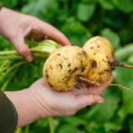 How To Plant And Care For Turnip