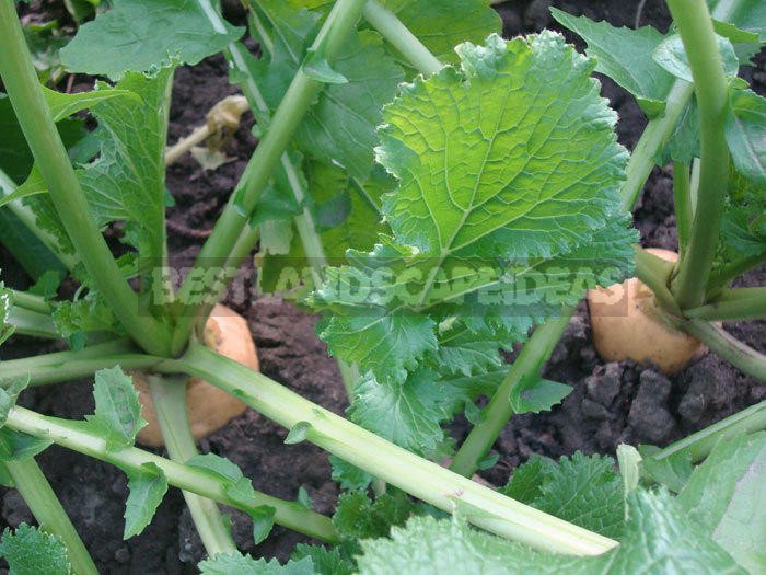 How To Plant And Care For Turnip