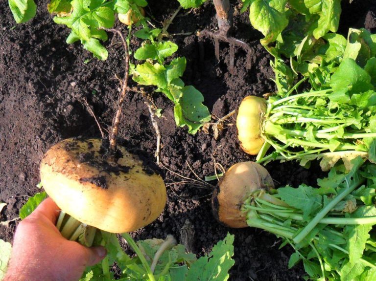 How To Plant And Care For Turnip Best Landscape Ideas
