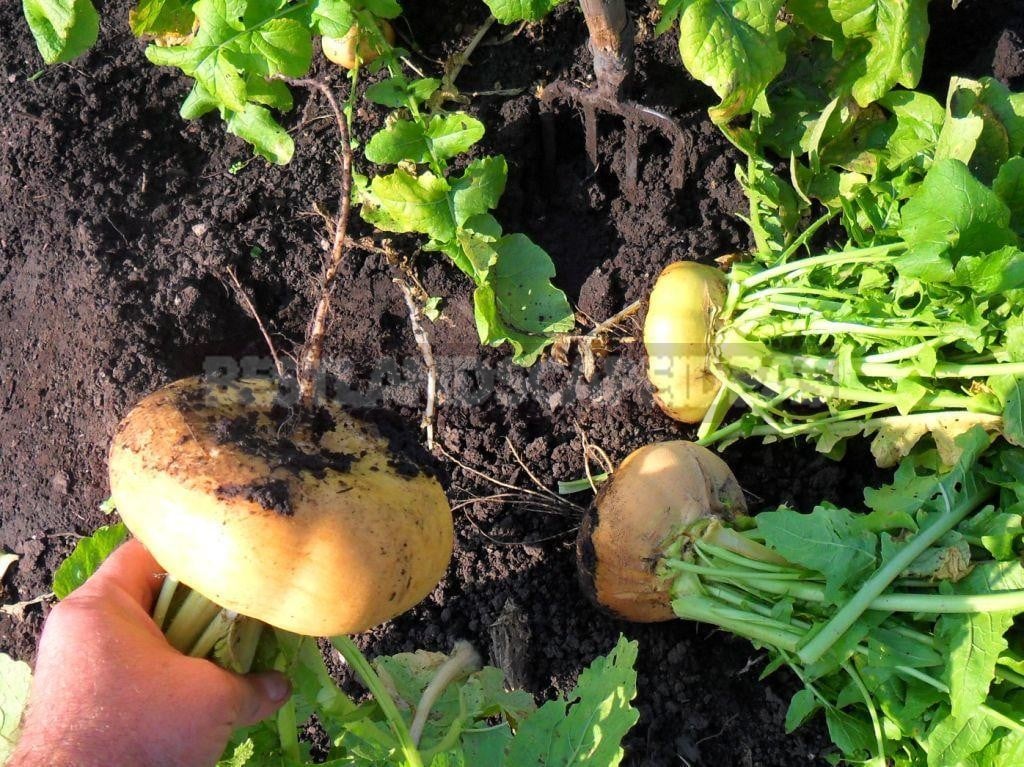 How To Plant And Care For Turnip