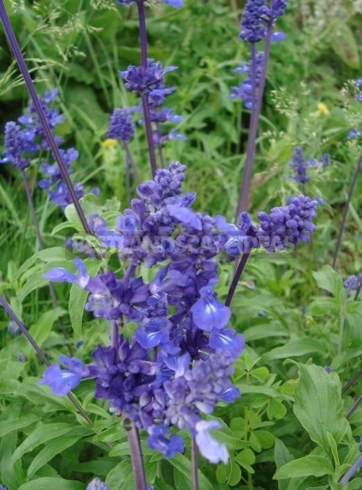 How To Plant And Care For Salvia