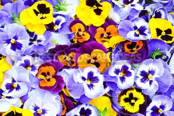 Viola - Exquisite Flower