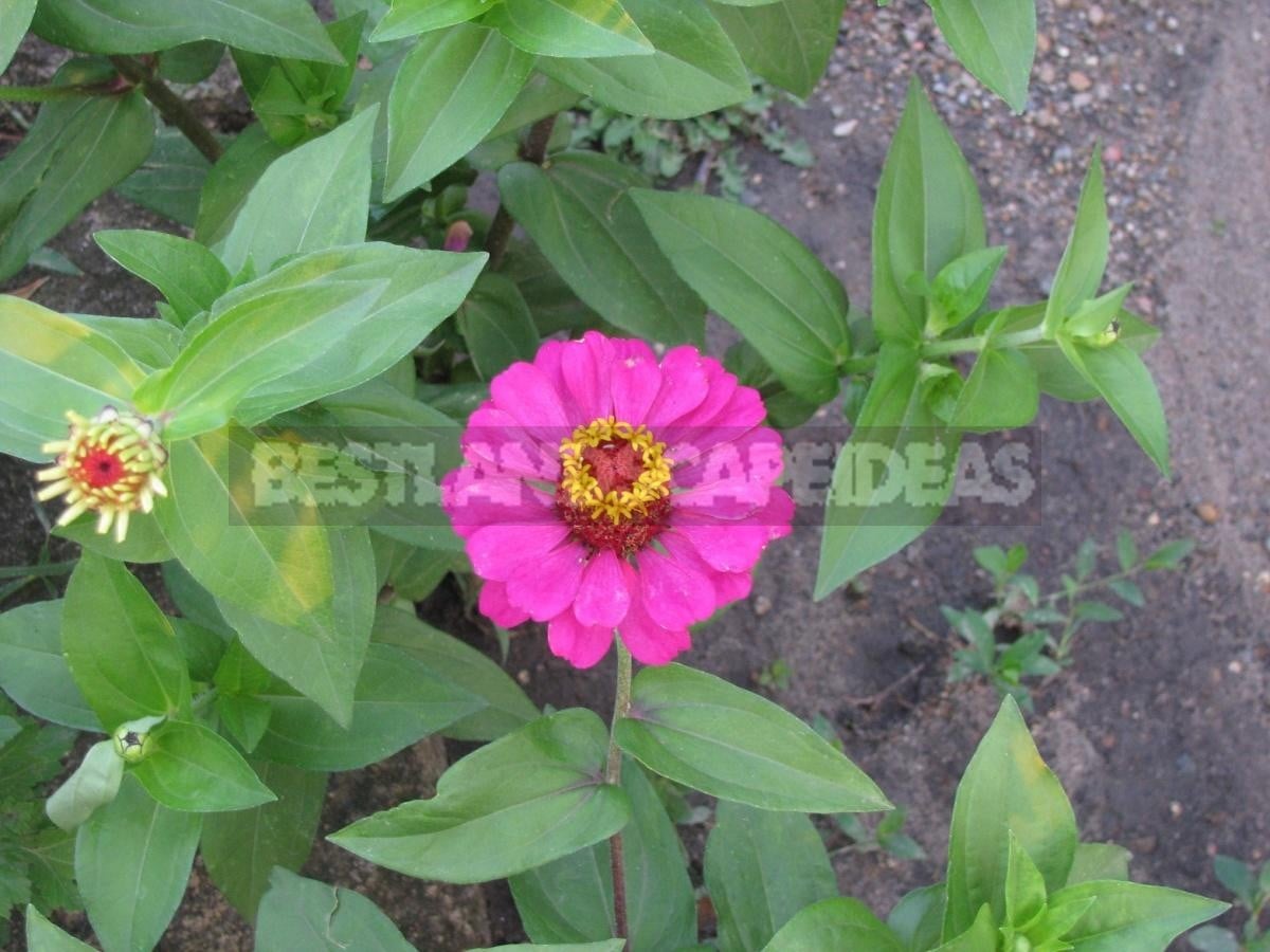 Zinnia Will Decorate Any Flower Garden