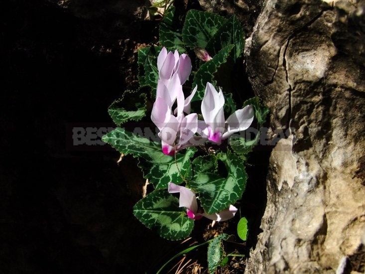 Cyclamen - Dancing Butterflies in Your Garden