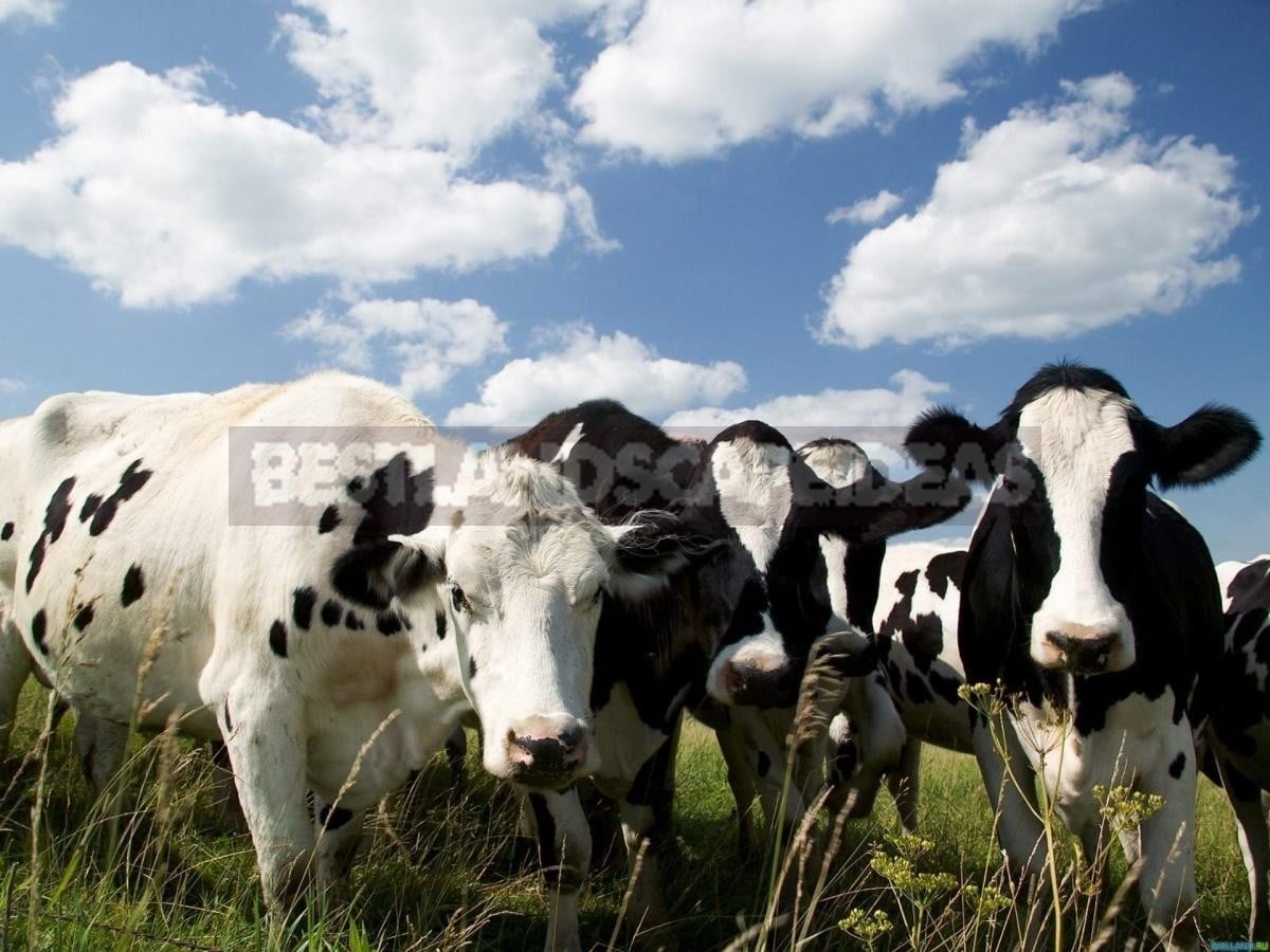 Manure is the King of Organic Fertilizers