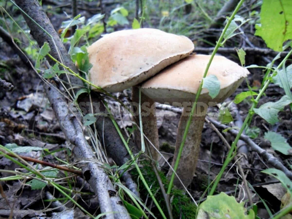 And We Have Mushrooms in the Forest, and You?