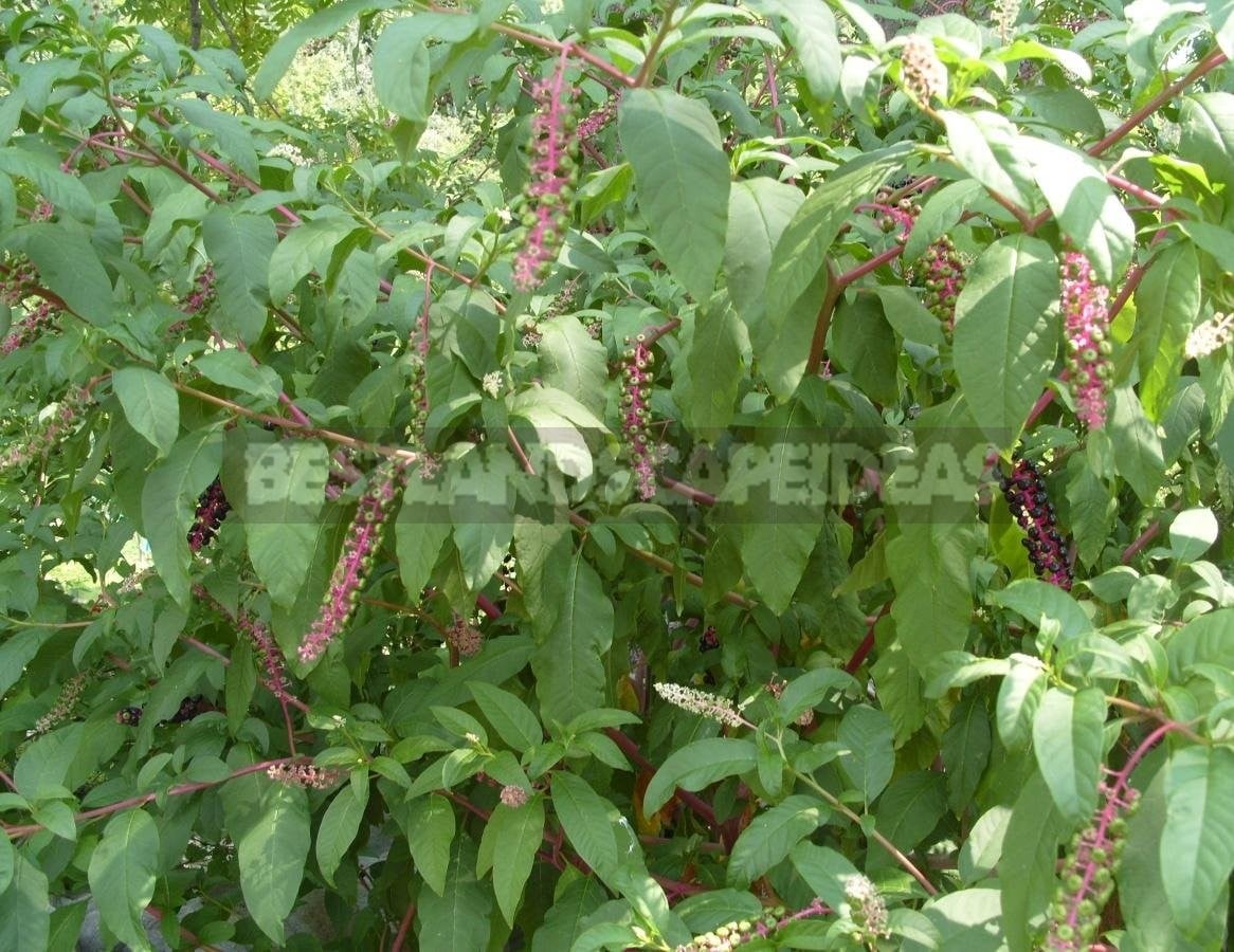 Phytolacca