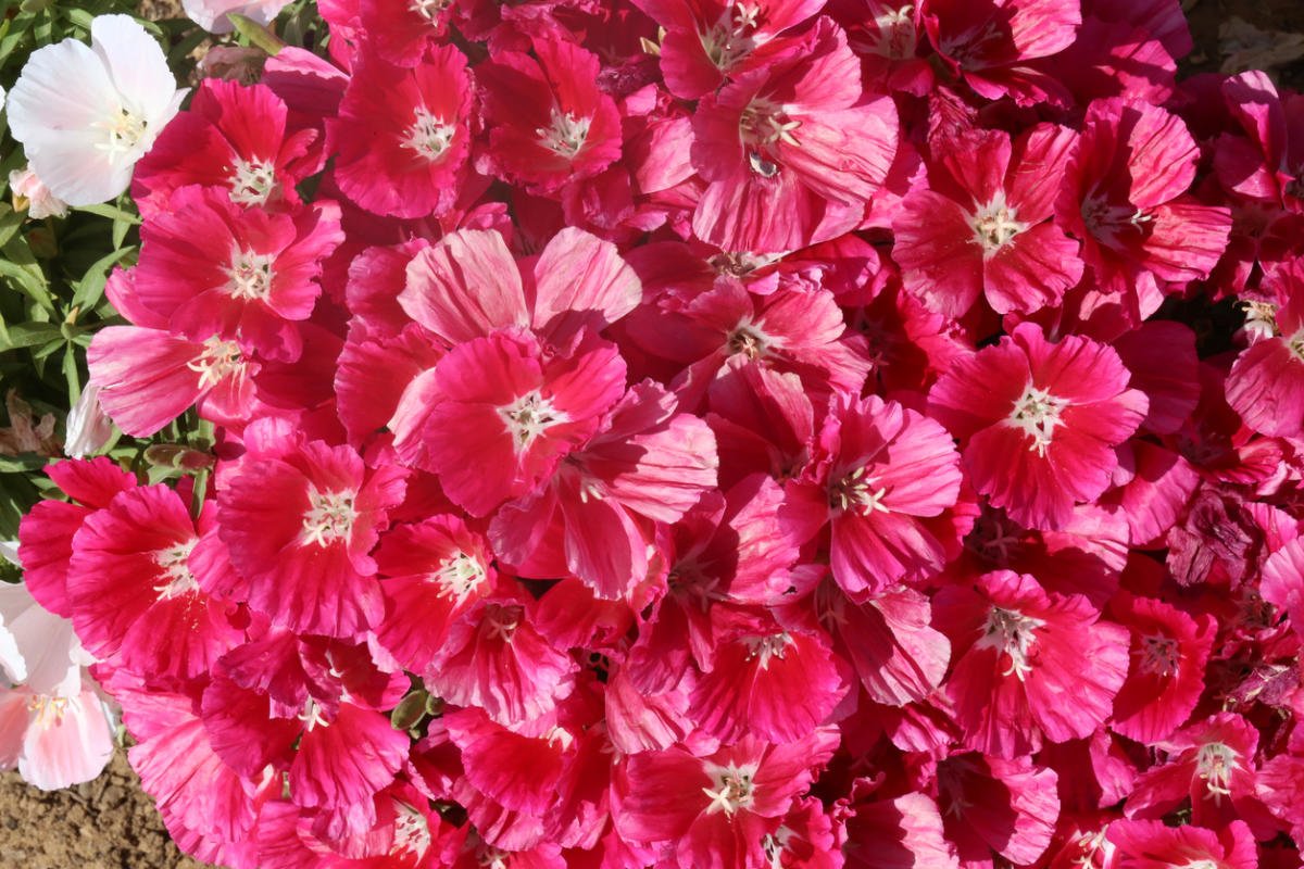 Clarkia - Flower of Passion