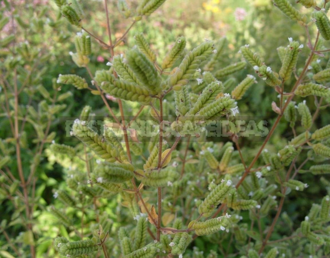 The Unique Southern Charm of Marjoram