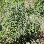 The Unique Southern Charm of Marjoram