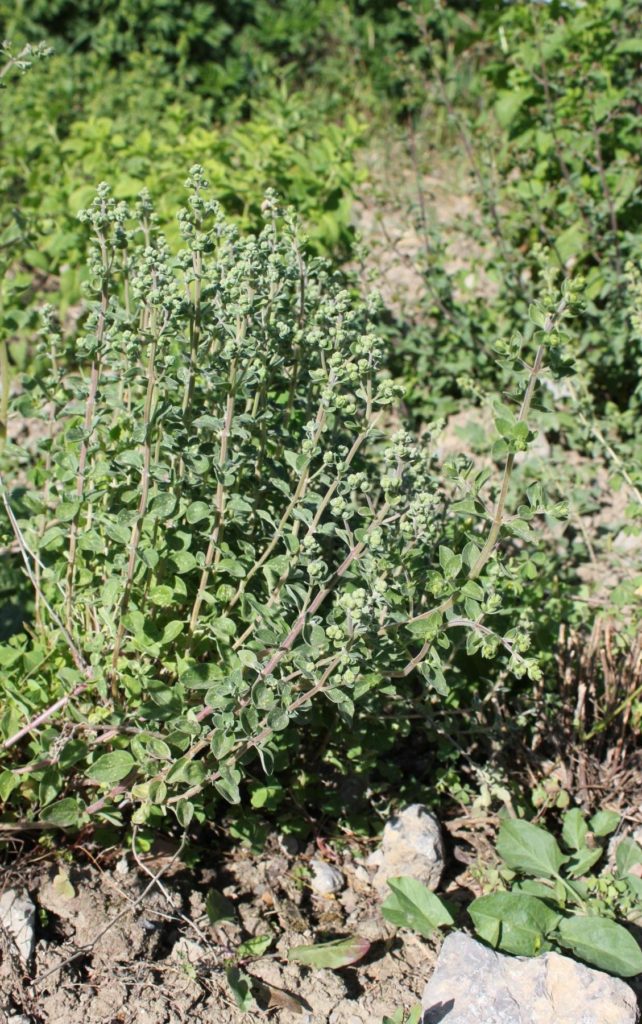The Unique Southern Charm of Marjoram