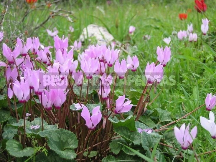 Cyclamen - Dancing Butterflies in Your Garden