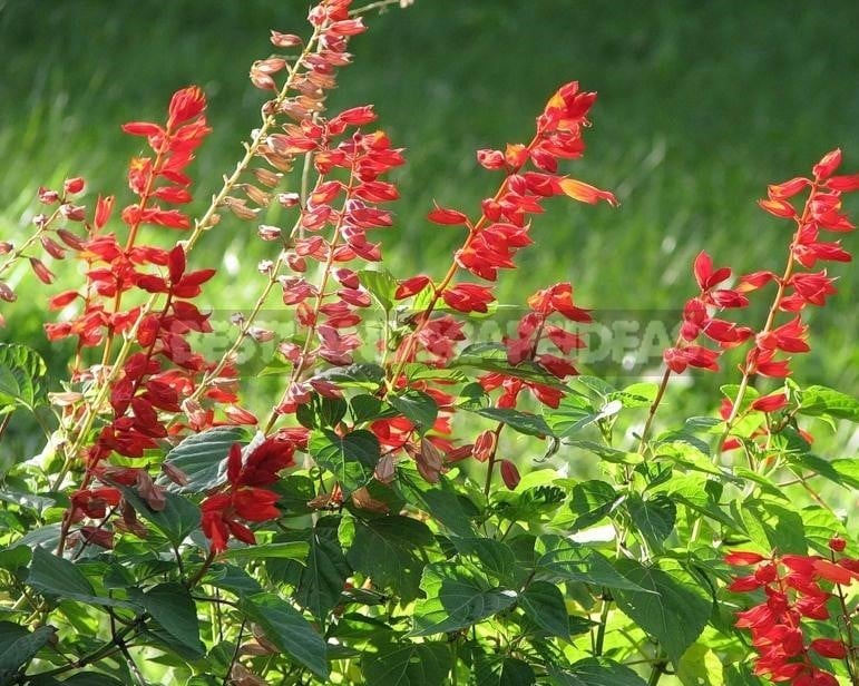 How To Plant And Care For Salvia